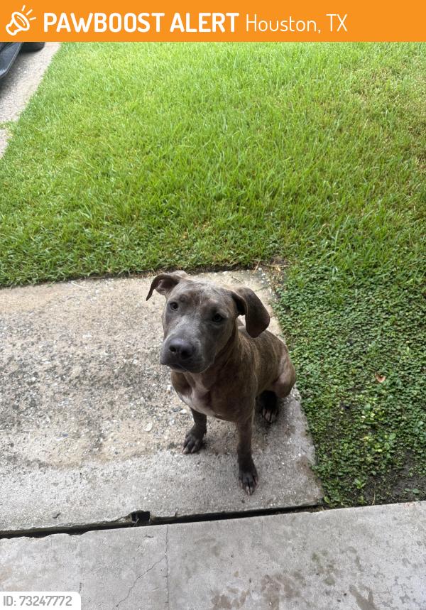 Found/Stray Male Dog last seen Freeway Manor Park, Houston, TX 77034