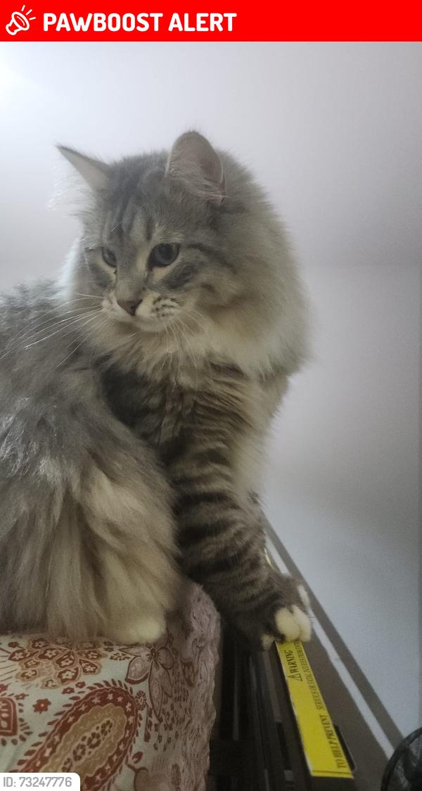 Lost Male Cat last seen He might have jumped off of our balcony, Greater London, England CR0 5BN