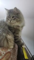 Lost Male Cat last seen He might have jumped off of our balcony, Greater London, England CR0 5BN