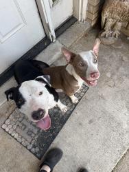Found/Stray Female Dog last seen Travis Rd and Vermillion Rd, Brownsville, TX 78521