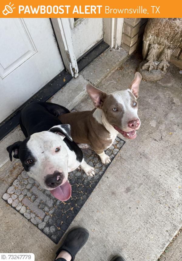 Found/Stray Female Dog last seen Travis Rd and Vermillion Rd, Brownsville, TX 78521