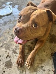 Found/Stray Male Dog last seen Sandra Dr, Baker, LA 70714