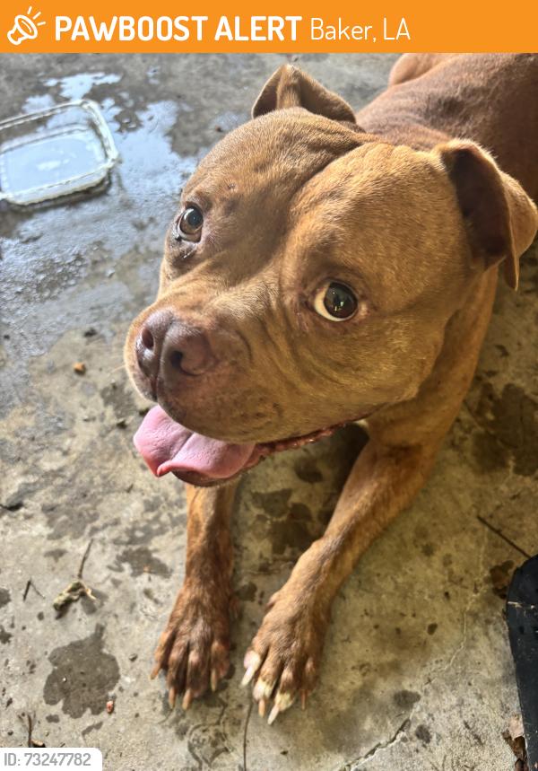 Found/Stray Male Dog last seen Sandra Dr, Baker, LA 70714
