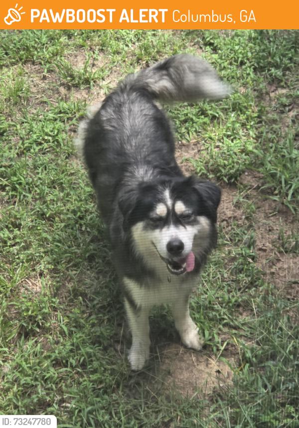 Found/Stray Female Dog last seen Highway, Columbus, GA 31901