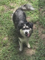 Found/Stray Female Dog last seen Highway, Columbus, GA 31901