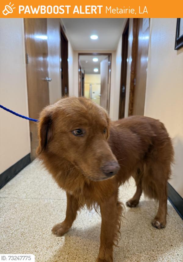 Found/Stray Male Dog last seen W Napoleon and N Atlanta St, Metairie, LA 70003