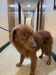 Found/Stray Male Dog last seen W Napoleon and N Atlanta St, Metairie, LA 70003