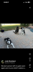 Reunited Male Dog last seen Pearson - Durant - Bloomingdale, Valrico, FL 33596