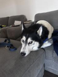 Shelter Stray Male Dog last seen Near Tierrasanta Boulevard, San Diego, CA, 92124, 5500 Gaines St, San Diego, CA 92110, USA