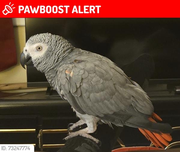 Lost Female Bird last seen Drexel Hills, New Cumberland, PA 17070