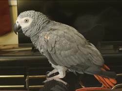 Lost Female Bird last seen Drexel Hills, New Cumberland, PA 17070