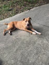 Found/Stray Female Dog last seen Country lane, Gainesville ga 30507, Hall County, GA 30507