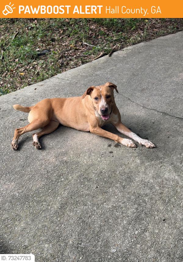 Found/Stray Female Dog last seen Country lane, Gainesville ga 30507, Hall County, GA 30507
