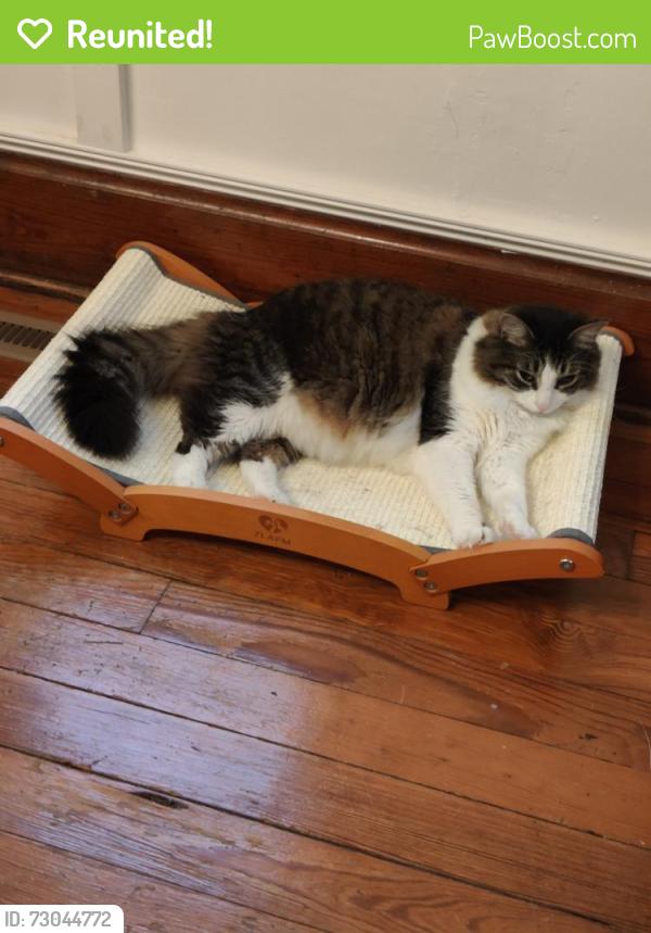 Reunited Male Cat last seen Near E College Ave, Westerville, OH 43081, USA, Westerville, OH 43081