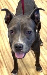 Found/Stray Female Dog last seen Near Nantucket Dr, Richardson, TX 75080