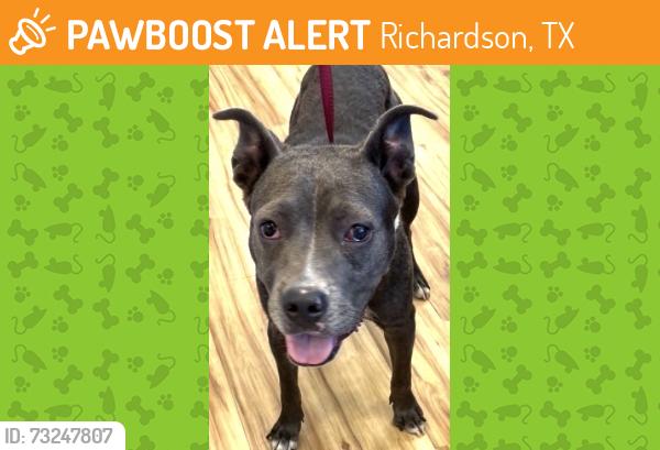 Found/Stray Female Dog last seen Near Nantucket Dr, Richardson, TX 75080