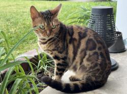 Lost Female Cat last seen Oak and Leroy, Temple City, CA 91780