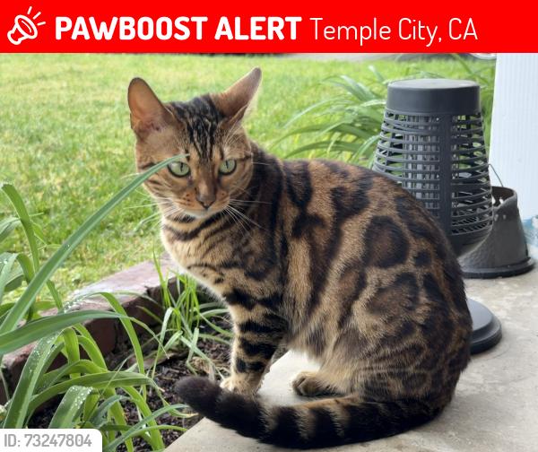 Lost Female Cat last seen Oak and Leroy, Temple City, CA 91780