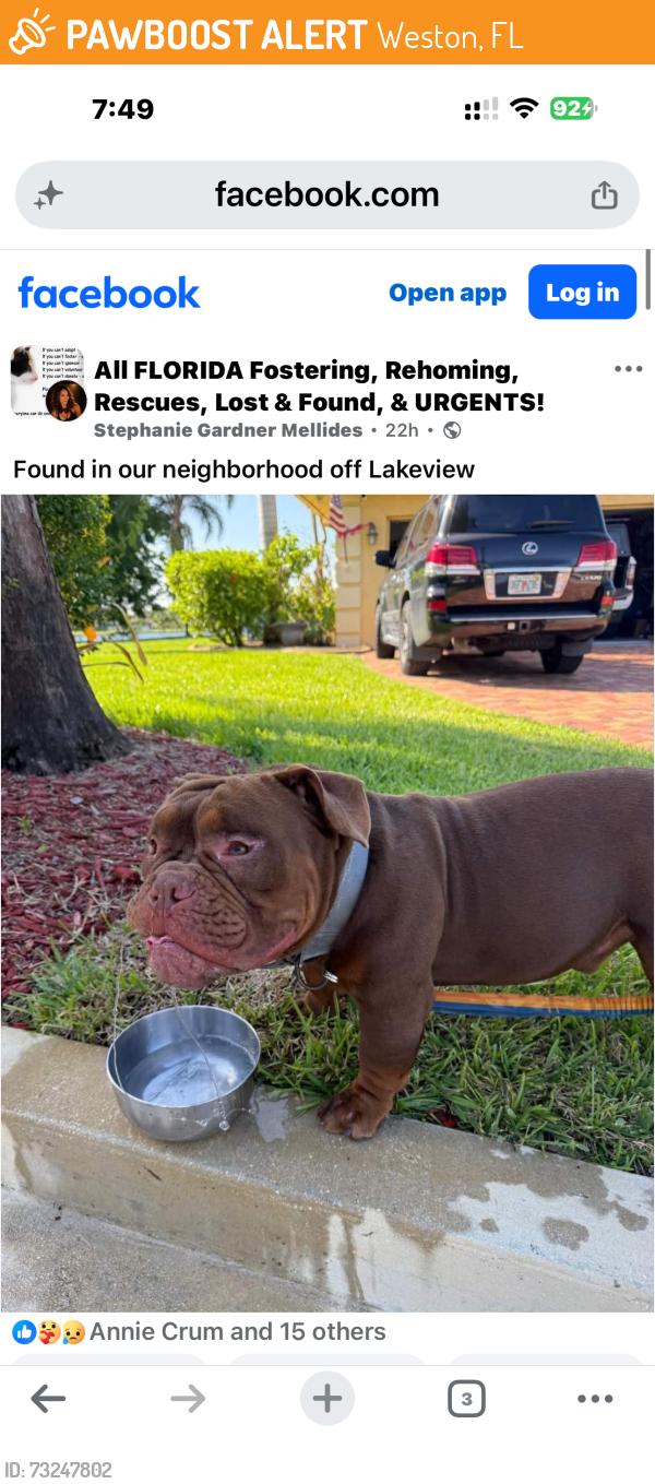 Found/Stray Unknown Dog last seen Lakeview drive, Weston, FL 33326