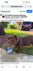 Found/Stray Unknown Dog last seen Lakeview drive, Weston, FL 33326