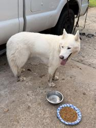Reunited Male Dog last seen My hse, Duluth, GA 30096