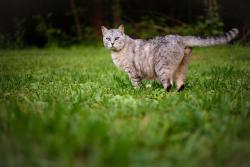 Lost Male Cat last seen Near foster mills, Floyd County, GA 30129