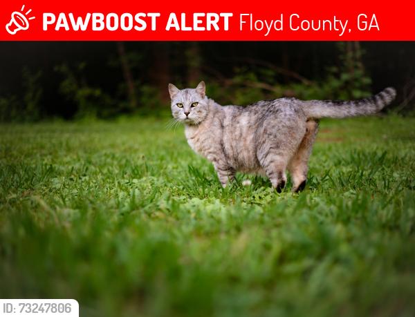 Lost Male Cat last seen Near foster mills, Floyd County, GA 30129