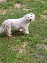 Lost Female Dog last seen Fawn Lane, Jonesborough, TN 37659