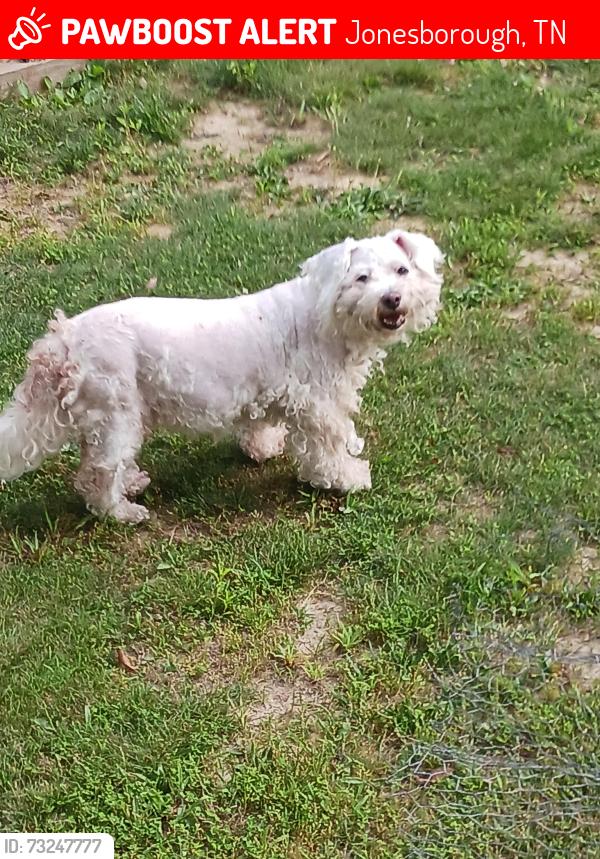 Lost Female Dog last seen Fawn Lane, Jonesborough, TN 37659