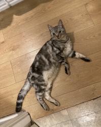 Lost Male Cat last seen Beech Road, Greater London, England 