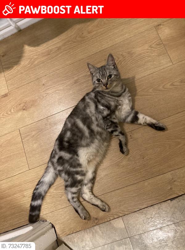 Lost Male Cat last seen Beech Road, Greater London, England 