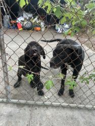 Found/Stray Female Dog last seen Almeda genoa, Houston, TX 77075
