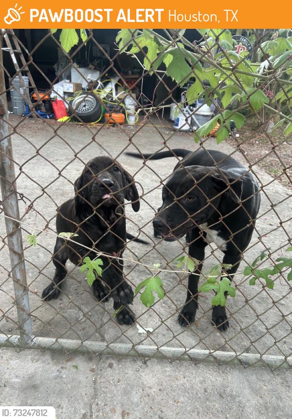 Found/Stray Female Dog last seen Almeda genoa, Houston, TX 77075