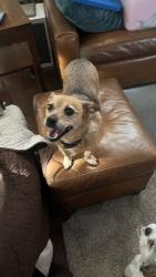 Lost Female Dog last seen Maple and e Cole ave, Fresno, CA 93720