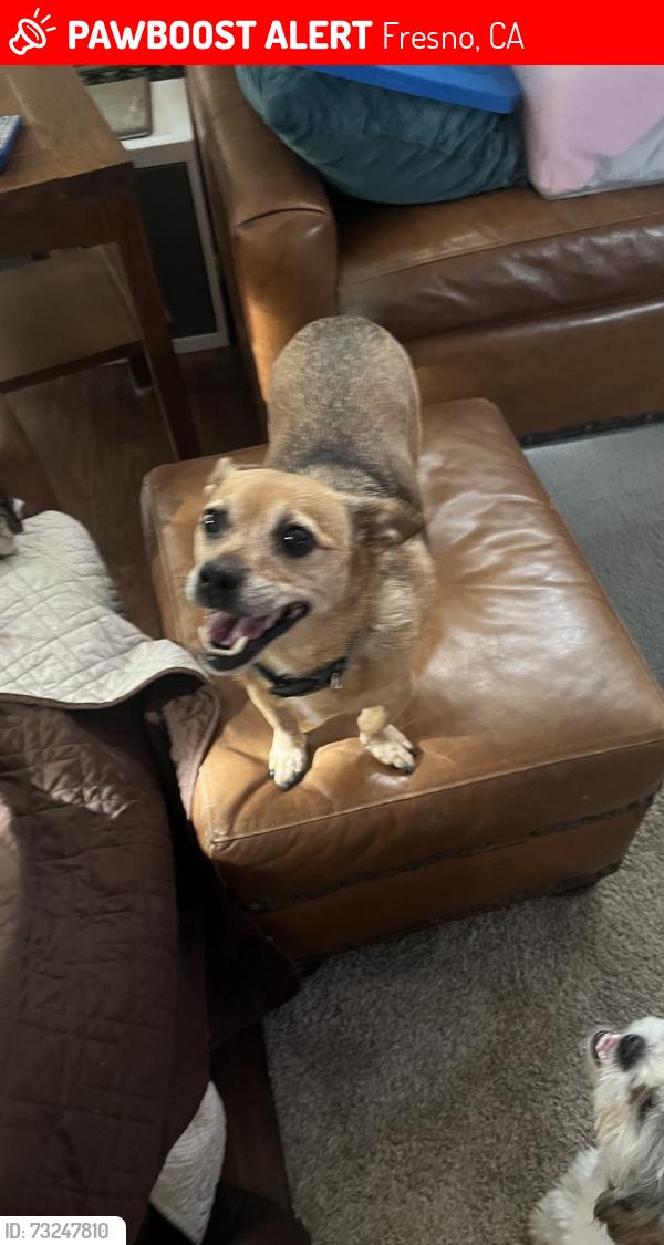 Lost Female Dog last seen Maple and e Cole ave, Fresno, CA 93720