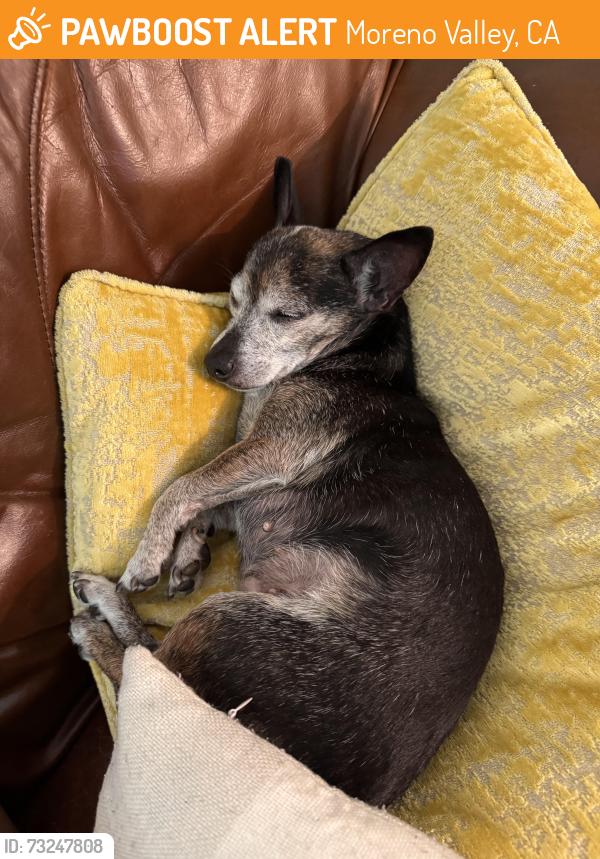 Found/Stray Female Dog last seen Ironwood and nason, Moreno Valley, CA 92555