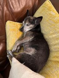 Found/Stray Female Dog last seen Ironwood and nason, Moreno Valley, CA 92555