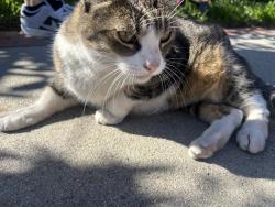 Lost Female Cat last seen Pierce gladstone, Los Angeles, CA 91342