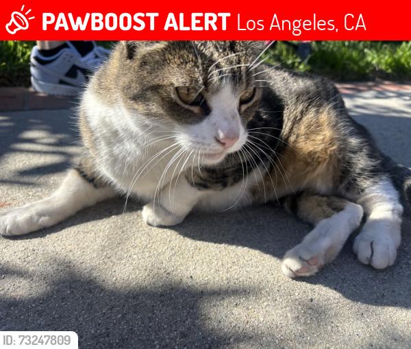 Lost Female Cat last seen Pierce gladstone, Los Angeles, CA 91342