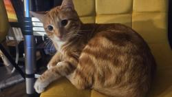 Lost Male Cat last seen Bowman station, wesleyan, bass rd, Macon, GA 31210