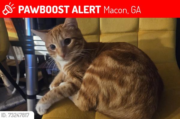 Lost Male Cat last seen Bowman station, wesleyan, bass rd, Macon, GA 31210