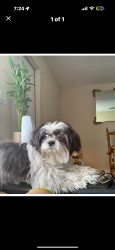 Lost Female Dog last seen hse, Miramar, FL 33023