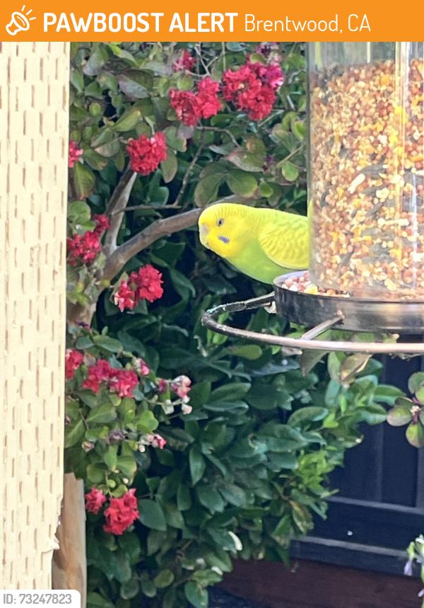 Found/Stray Female Bird last seen Central blvd, Brentwood, CA 94513