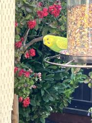Found/Stray Female Bird last seen Central blvd, Brentwood, CA 94513