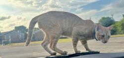 Found/Stray Male Cat last seen Charter Bank/China Bear/Big Sams parking lot, Corpus Christi, TX 78410
