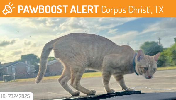 Found/Stray Male Cat last seen Charter Bank/China Bear/Big Sams parking lot, Corpus Christi, TX 78410