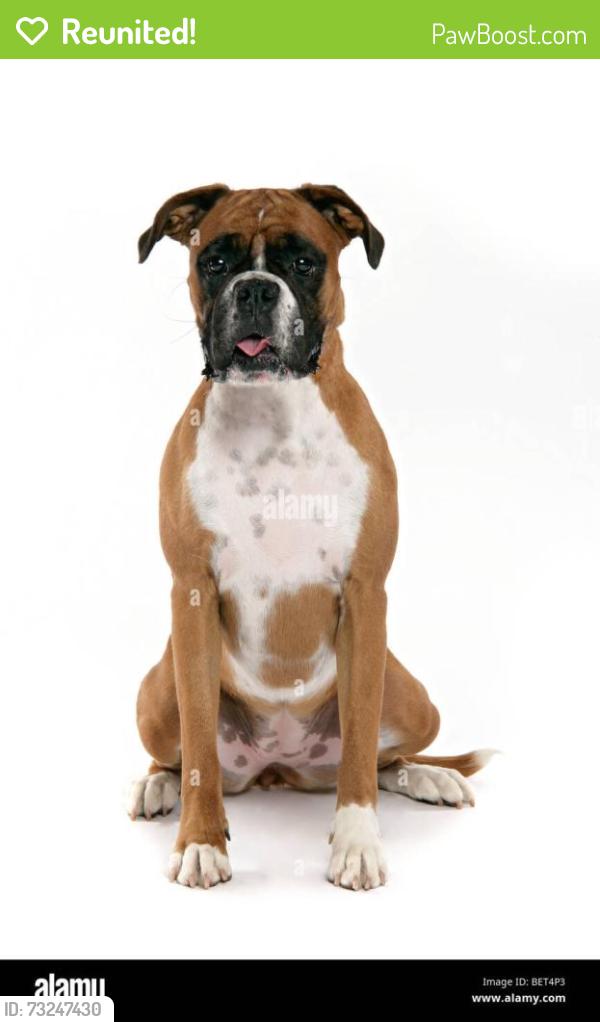 Reunited Female Dog last seen South Sheridan Avenue and 57th Street, Tacoma, Tacoma, WA 98405
