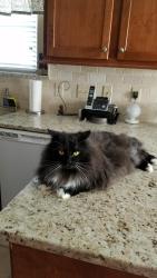 Reunited Male Cat last seen Landen Drive, Charlotte, NC 28277