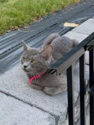 Lost Female Cat last seen Bunker Hill Covered Bridge, Claremont, NC 28610