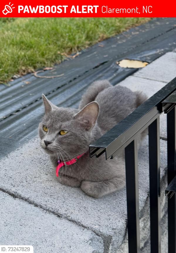 Lost Female Cat last seen Bunker Hill Covered Bridge, Claremont, NC 28610